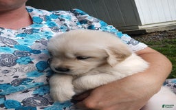 Golden Retriever dogs for sale: Pepper - Image 25