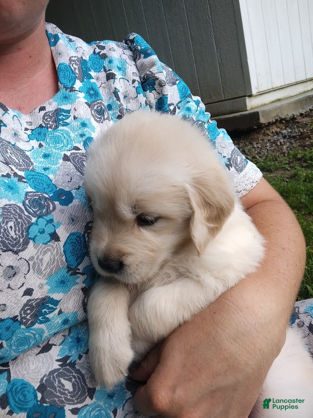Golden Retriever dogs for sale: Pepper - Image 25