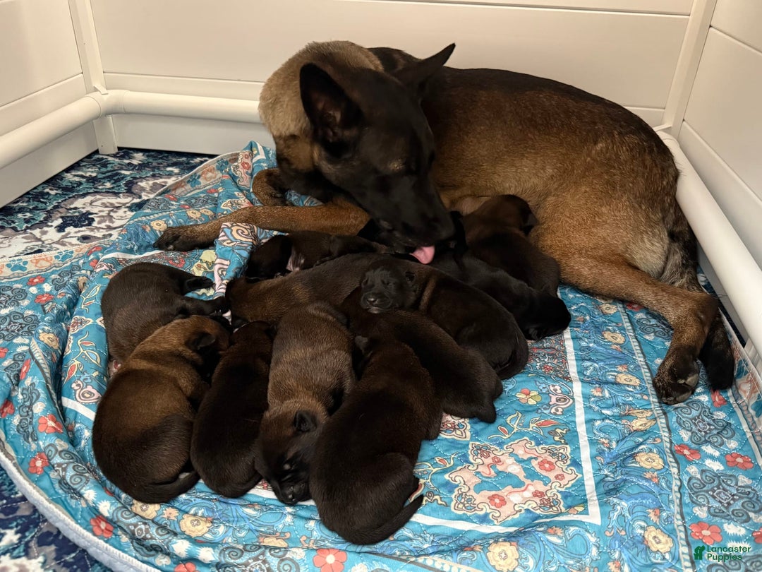 Belgian Malinois dogs for sale: Belgian Malinois Female - Image 4