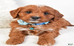 Cavapoo dogs for sale: Goffy - Image 8
