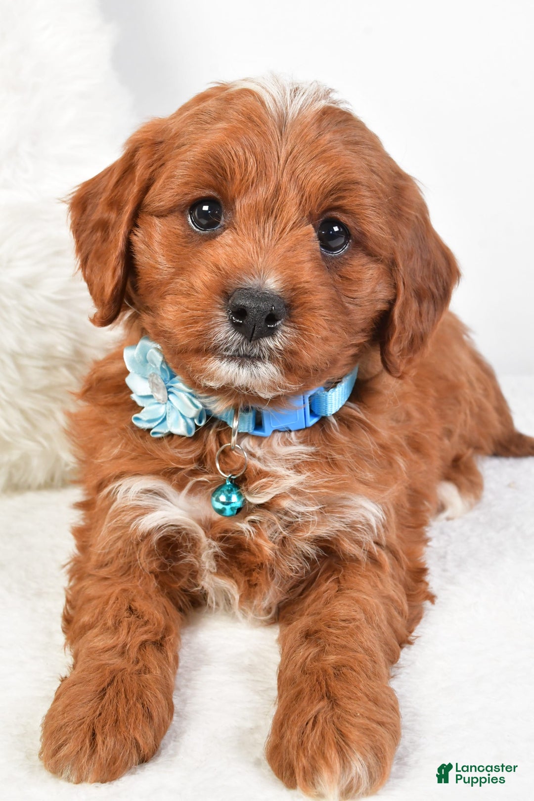 Cavapoo dogs for sale: Goffy - Image 8