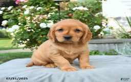Miniature Golden Retriever dogs for sale: Sophie - Image 3