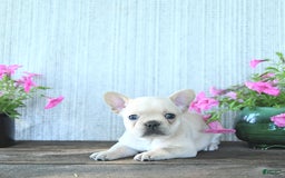 French Bulldog dogs for sale: Lily - Image 15