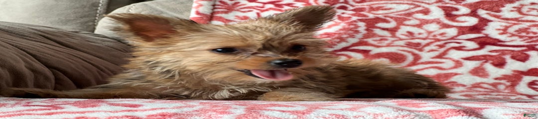 Josie