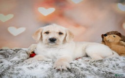 Labradoodle dogs for sale: Rex - Image 4