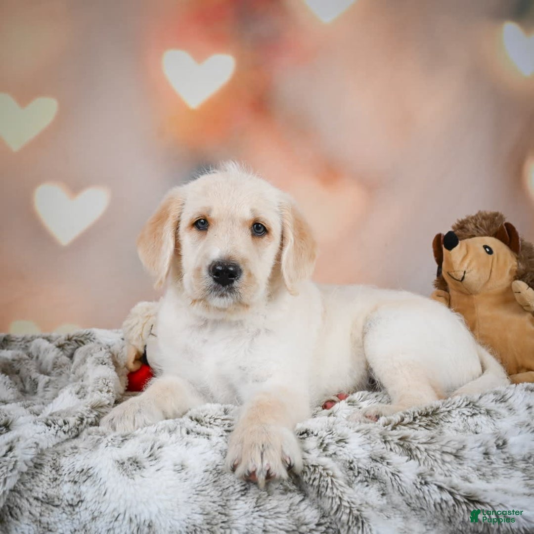 Labradoodle dogs for sale: Rex - Image 4
