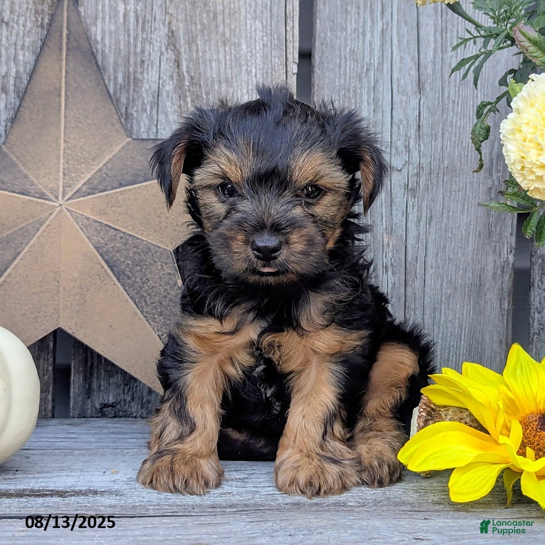 Yorkshire Terrier dogs for sale: Cody - Image 1