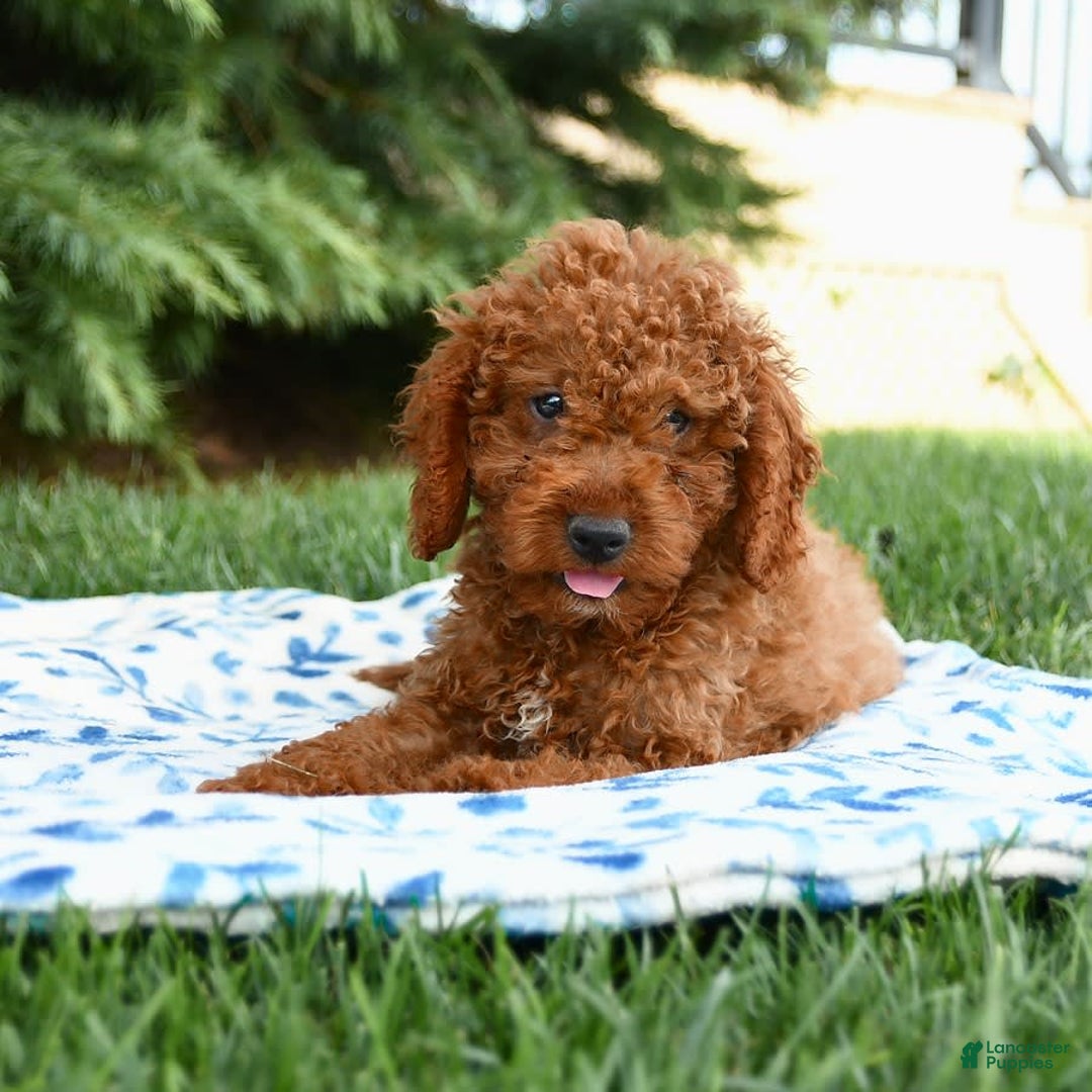 Mini Goldendoodle dogs for sale: Goose - Image 2