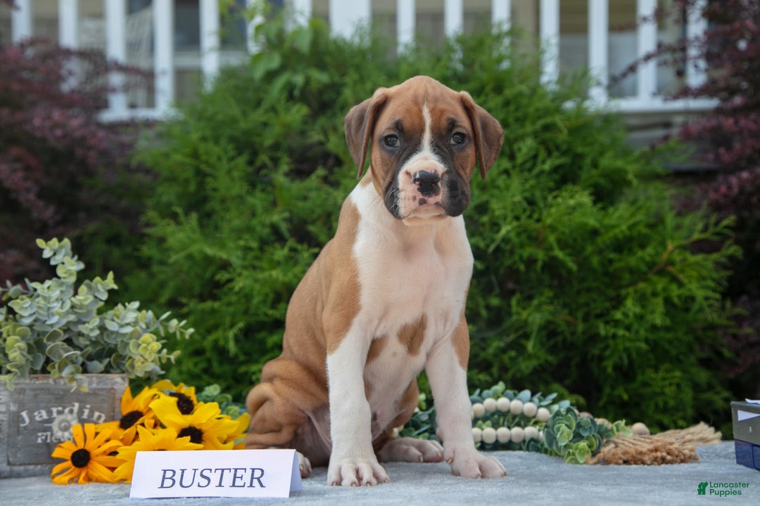 Boxer dogs for sale: Buster - Image 2