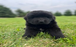 Newfoundland dogs for sale: Dahlia - Image 12