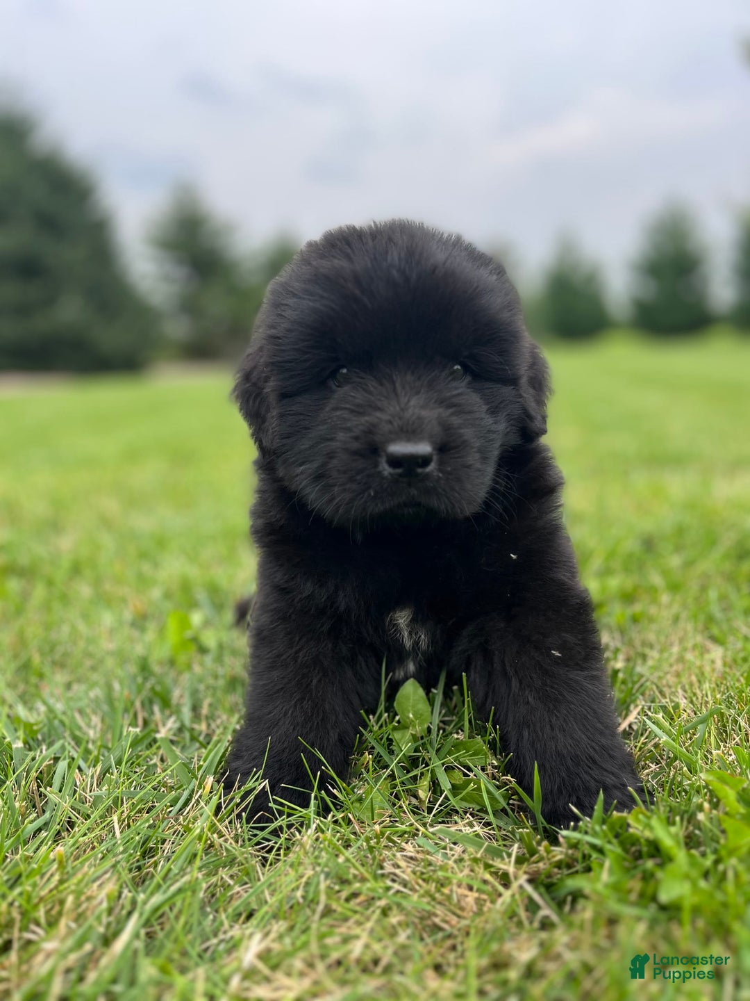 Newfoundland dogs for sale: Dahlia - Image 12