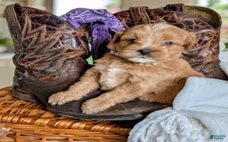 Mini Bernedoodle dogs for sale: Bella B. - Image 3