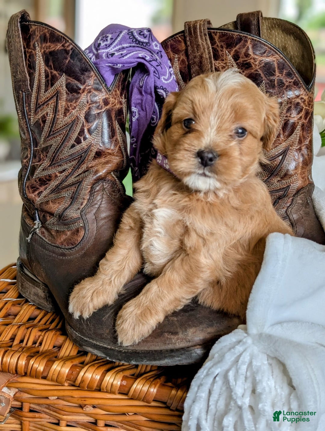 Mini Bernedoodle dogs for sale: Bella B. - Image 3
