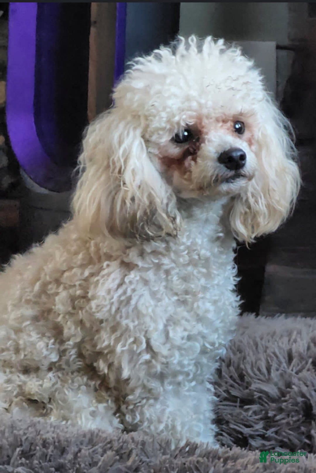 Shihpoo dogs for sale: Peaches - Image 5