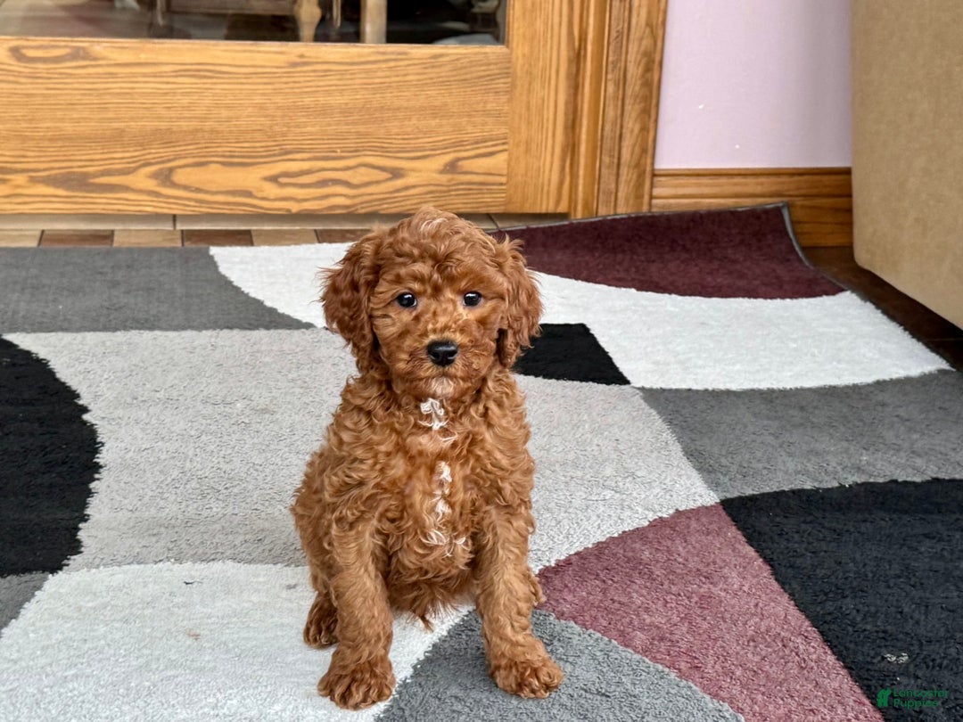 Cavapoo dogs for sale: Justin - Image 6