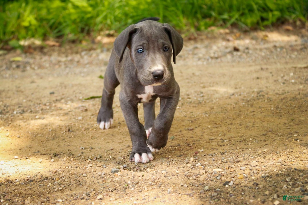 Great Dane dogs for sale: Lucy - Image 9