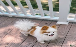 Pomeranian dogs for stud: Classic Romeo Kruz - Image 6