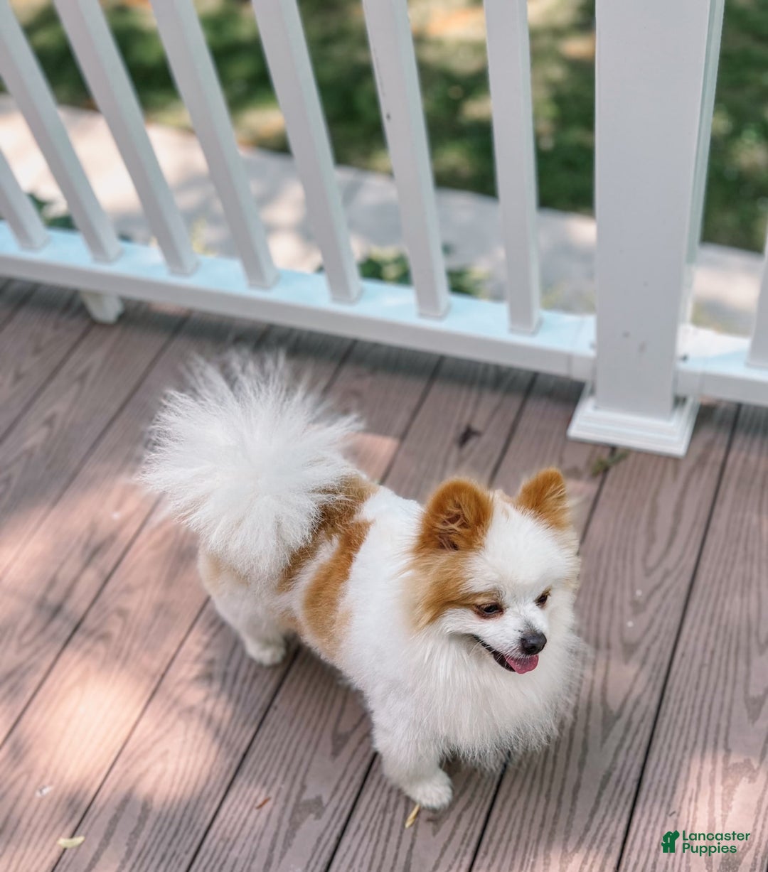 Pomeranian dogs for stud: Classic Romeo Kruz - Image 6
