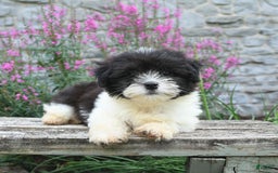 Malshi dogs for sale: Cookies N Cream - Image 3
