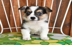 Welsh Corgi Pembroke dogs for sale: Stella - Image 2