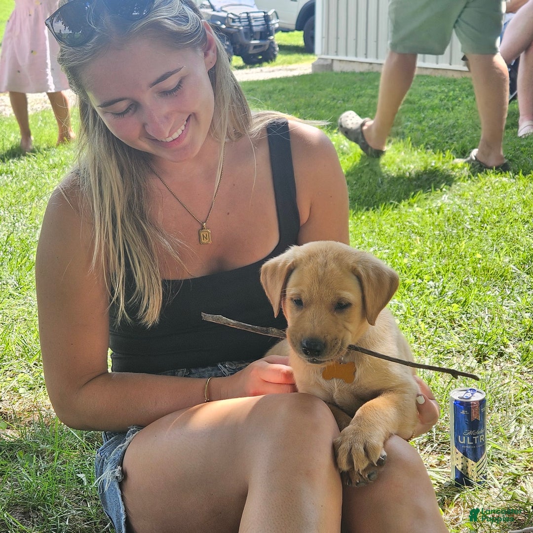 Labrador Retriever dogs for sale: Timmy - Image 2