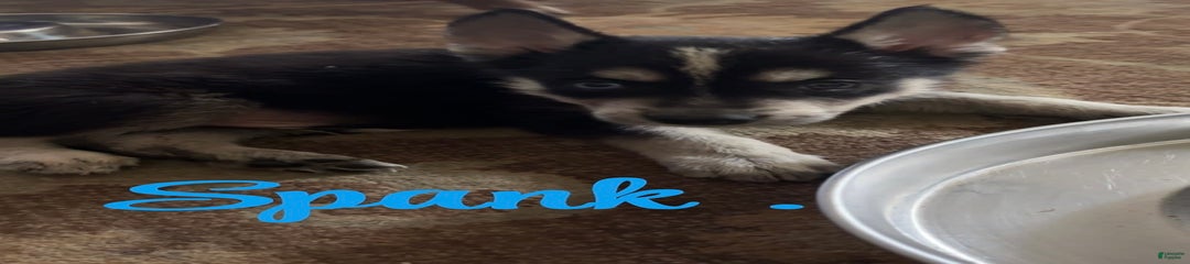 Spank