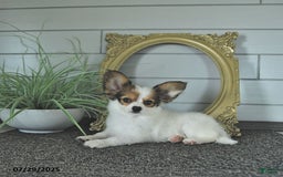 Papillon dogs for sale: Brett - Image 12