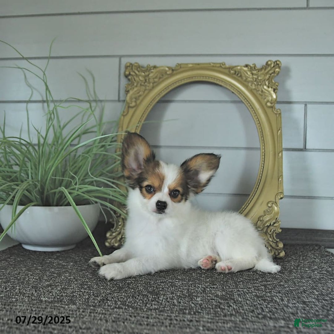 Papillon dogs for sale: Brett - Image 12