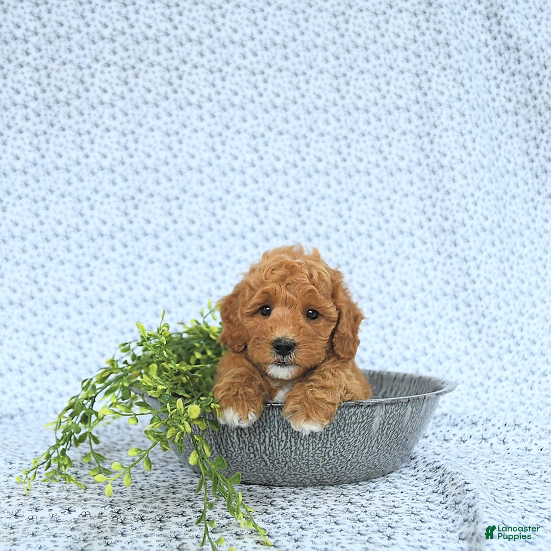 Mini Goldendoodle dogs for sale: Maverick - Image 8