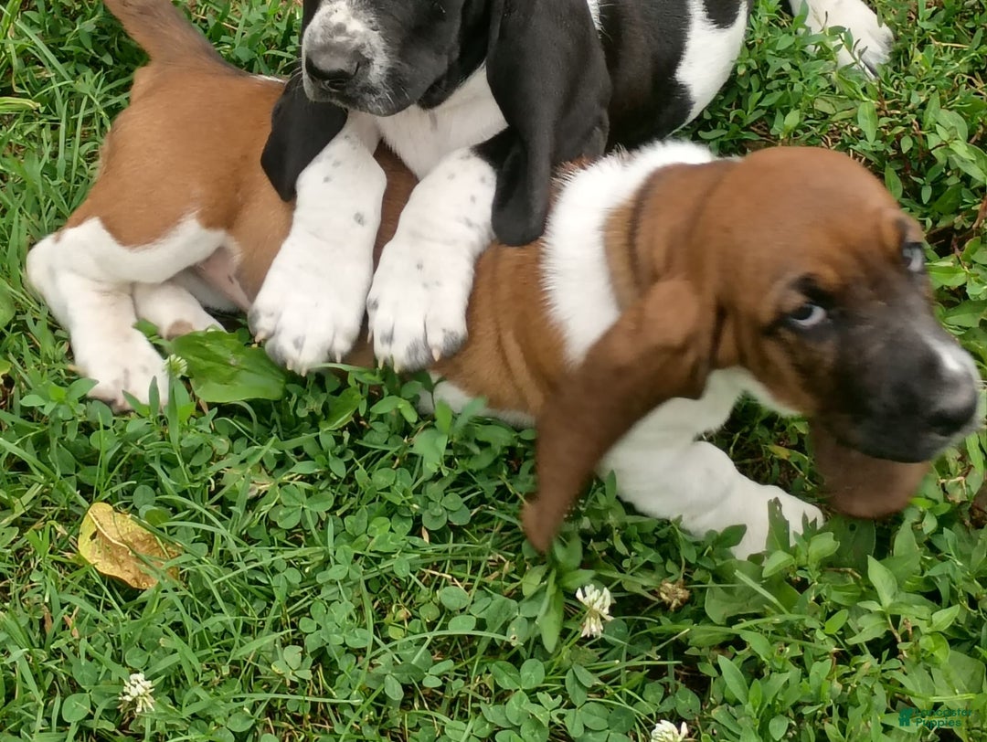 Basset Hound dogs for sale: Honey - Image 7