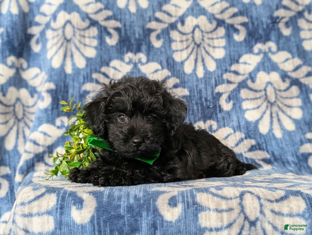 Yorkiepoo dogs for sale: Logen Toy Size - Image 7