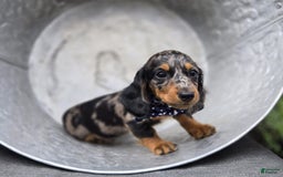 Miniature Dachshund dogs for sale: Andrew - Image 5