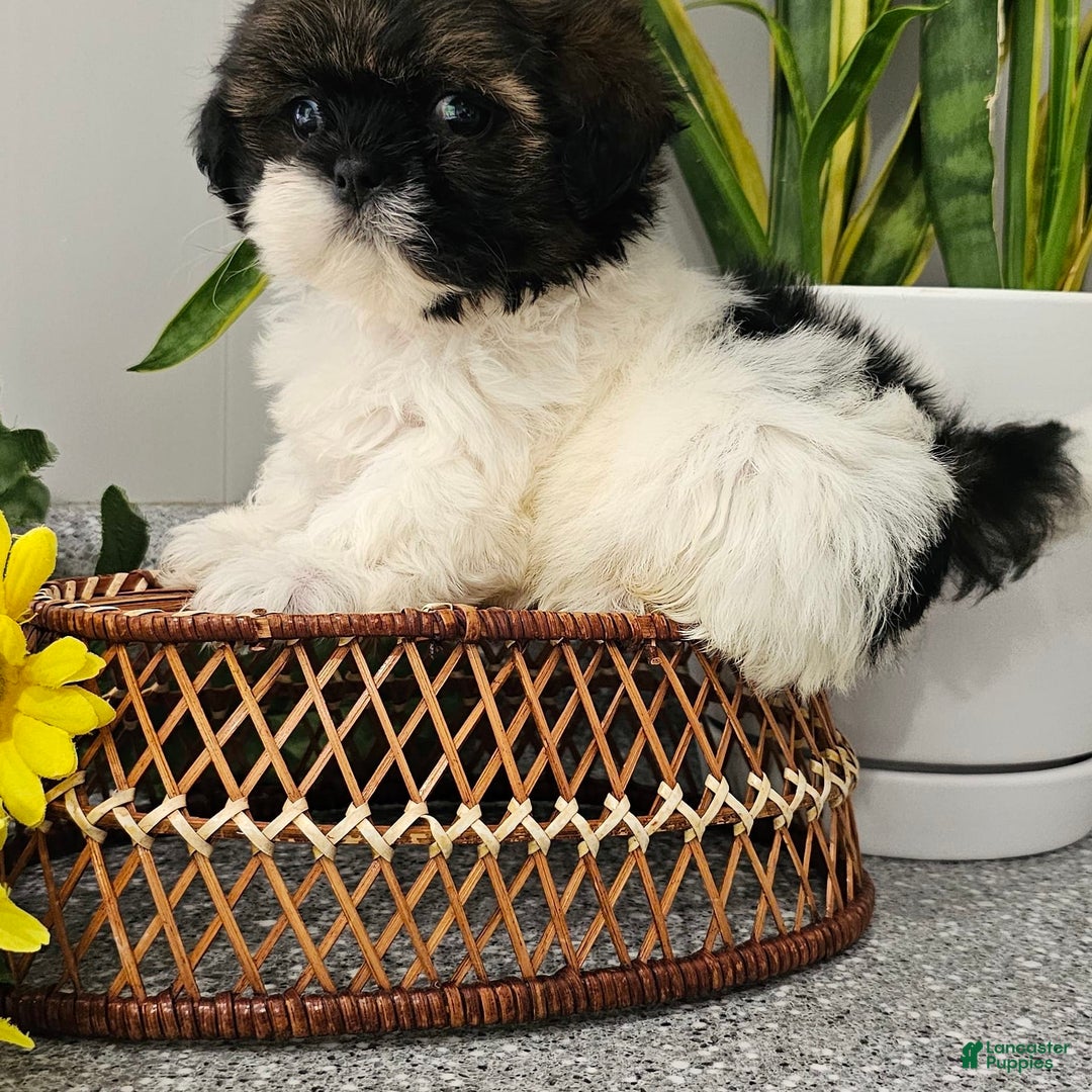 Shih Tzu dogs for sale: Tiny Tiff ❤️ - Image 1