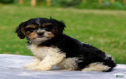 Cavachon dogs for sale: Alexa - Image 4