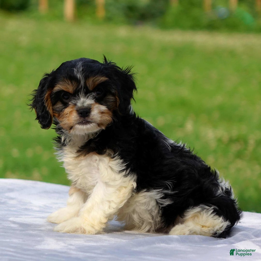 Cavachon dogs for sale: Alexa - Image 4