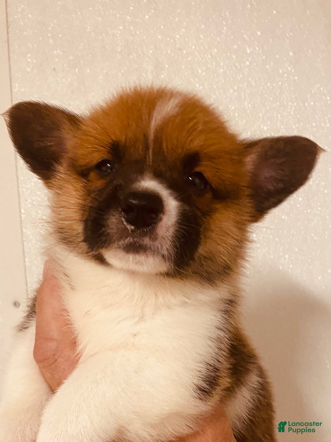 Welsh Corgi Pembroke dogs for sale: Red Boy - Image 7