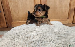 Yorkshire Terrier dogs for sale: Purebred Boy - Image 3