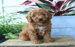 Mini Goldendoodle dogs for sale: Vader - Image 1