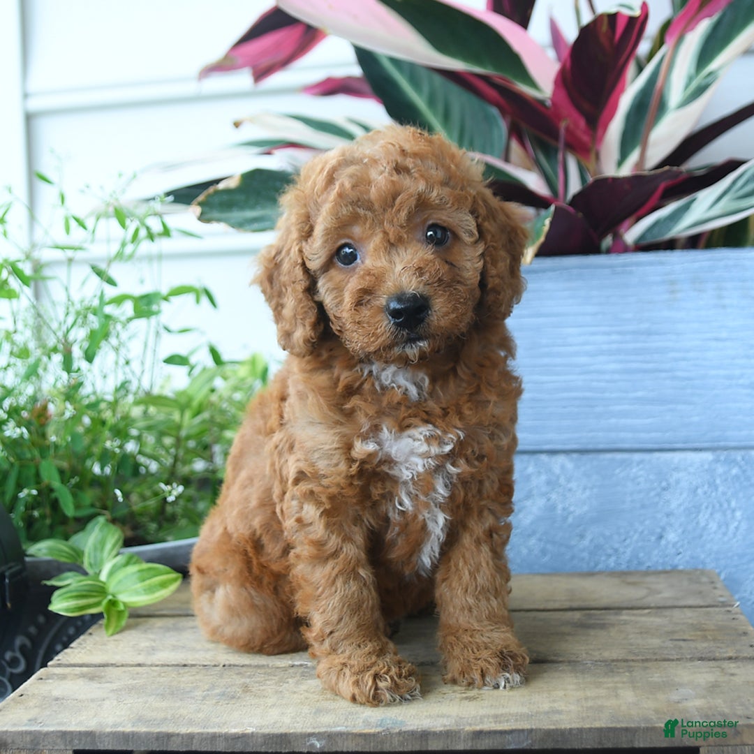 Mini Goldendoodle dogs for sale: Vader - Image 1