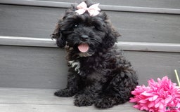 Cockapoo dogs for sale: Isabelle - Image 8