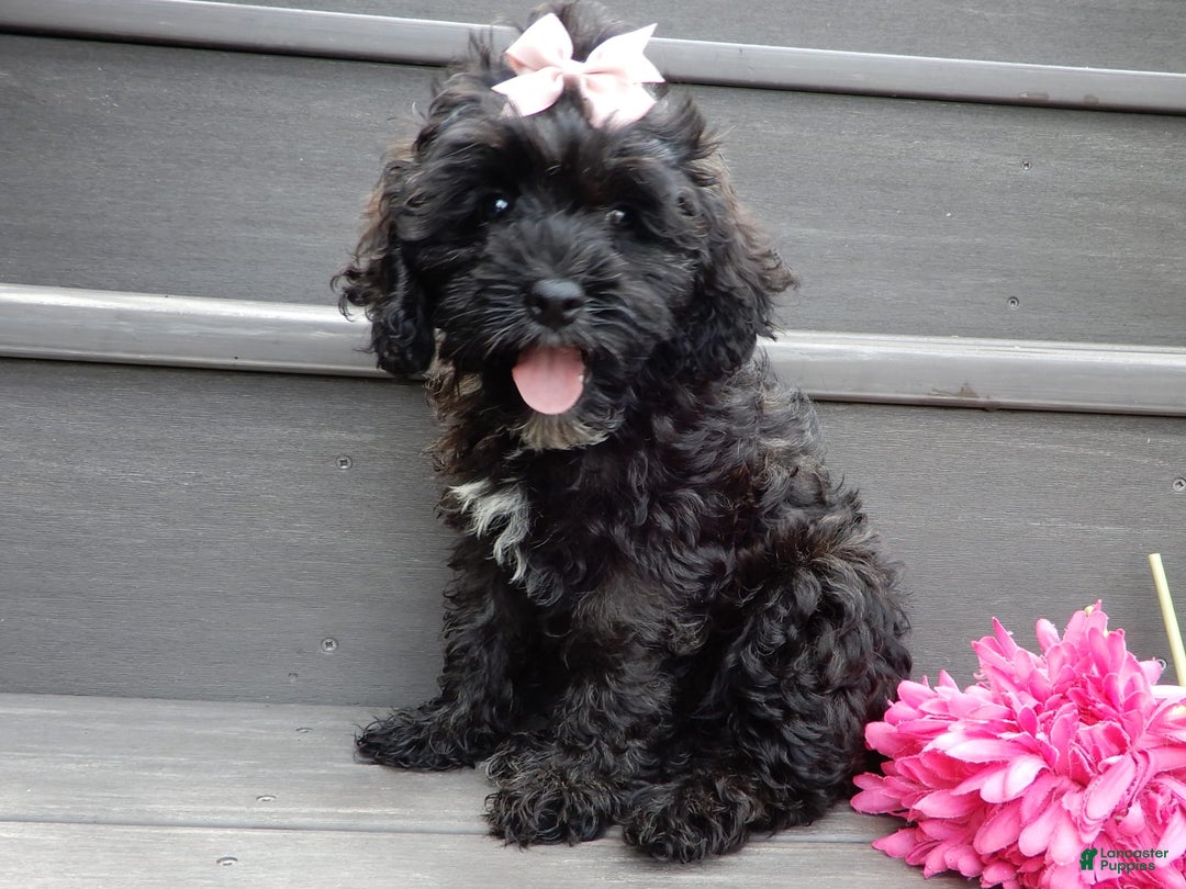 Cockapoo dogs for sale: Isabelle - Image 8