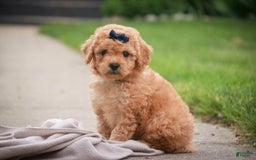 Miniature Poodle dogs for sale: Addison - Image 14