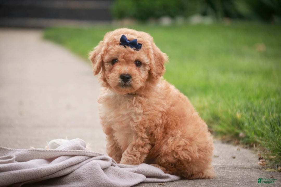 Miniature Poodle dogs for sale: Addison - Image 14