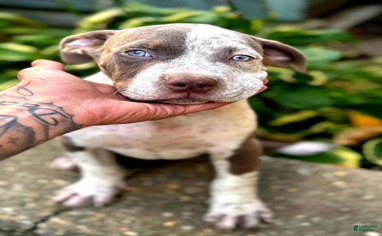American Bully dogs for sale - Ad 2