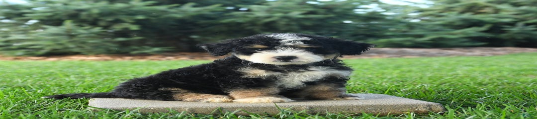 Pongo