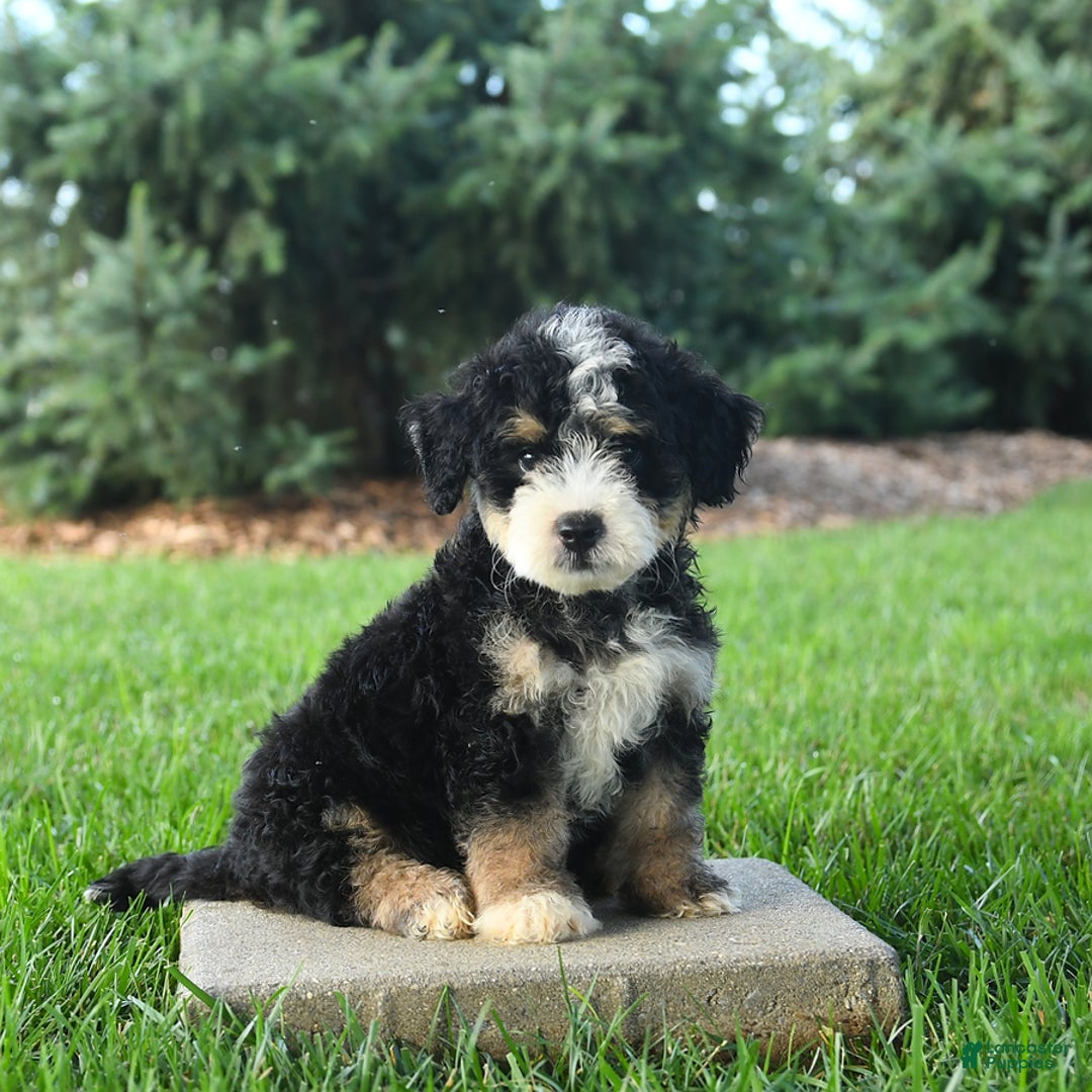 Mini Bernedoodle dogs for sale: Pongo - Image 4