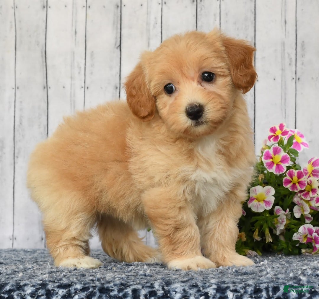 Havapoo dogs for sale: Ariel - Image 2