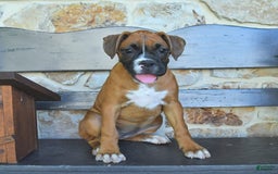 Boxer dogs for sale: Faye - Image 7