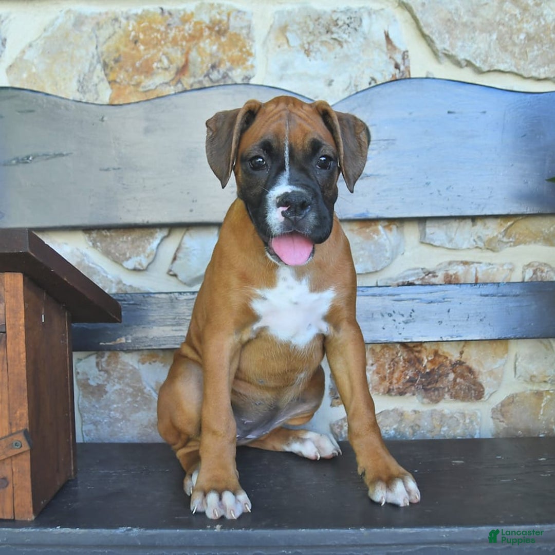 Boxer dogs for sale: Faye - Image 7
