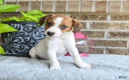 Jack Russell Terrier dogs for sale: Della - Image 3